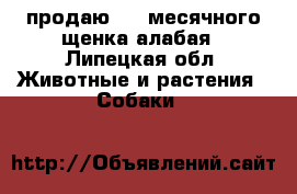 продаю 4,5 месячного щенка алабая - Липецкая обл. Животные и растения » Собаки   